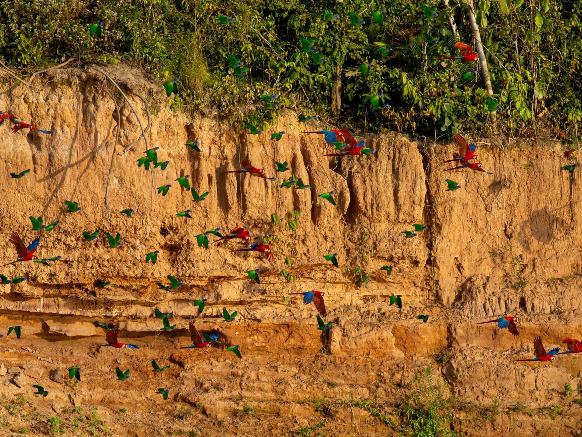 Refugio Amazonas Lodge Tambopata Exterior photo